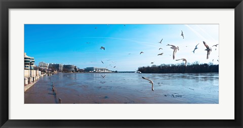 Framed Flock of birds flying at Old Georgetown waterfront, Potomac River, Washington DC, USA Print