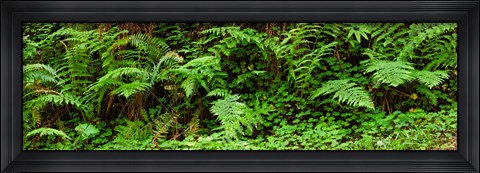 Framed Ferns in front of Redwood trees, Redwood National Park, California, USA Print