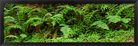 Framed Ferns in front of Redwood trees, Redwood National Park, California, USA Print