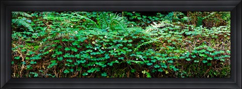 Framed Clover and Ferns on downed Redwood tree, Brown&#39;s Creek Trail, Jedediah Smith Redwoods State Park, California, USA Print
