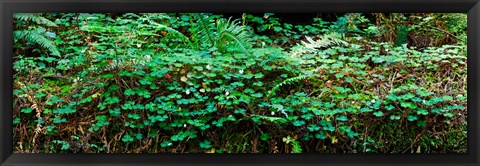 Framed Clover and Ferns on downed Redwood tree, Brown&#39;s Creek Trail, Jedediah Smith Redwoods State Park, California, USA Print