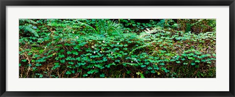 Framed Clover and Ferns on downed Redwood tree, Brown&#39;s Creek Trail, Jedediah Smith Redwoods State Park, California, USA Print