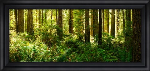 Framed Ferns and Redwood trees in a forest, Redwood National Park, California, USA Print