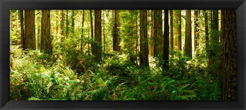 Framed Ferns and Redwood trees in a forest, Redwood National Park, California, USA Print