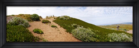 Framed Sand dunes covered with iceplants, Manchester State Park, California Print
