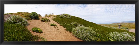 Framed Sand dunes covered with iceplants, Manchester State Park, California Print