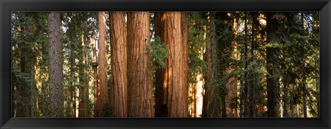 Framed Redwood trees in a forest, Sequoia National Park, California, USA Print