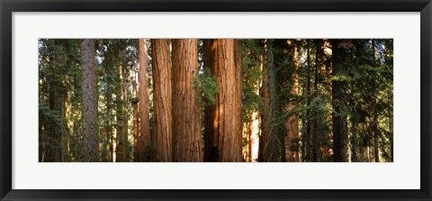 Framed Redwood trees in a forest, Sequoia National Park, California, USA Print