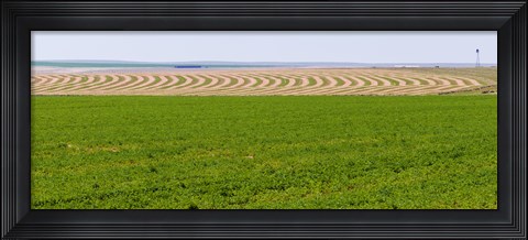 Framed Harvested alfalfa field patterns, Oklahoma, USA Print