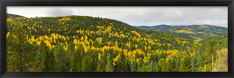 Framed Aspen hillside in autumn, Sangre De Cristo Mountains, Angel Fire, New Mexico, USA Print