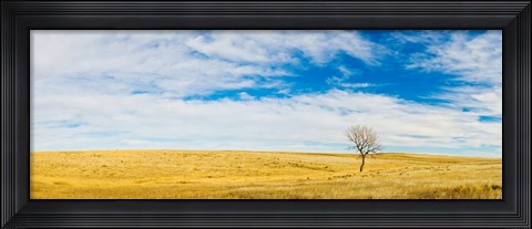 Framed Lone Hackberry tree in autumn plains, South Dakota Print