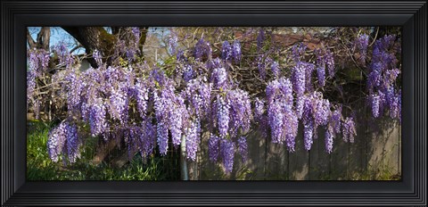 Framed Wisteria flowers in bloom, Sonoma, California, USA Print