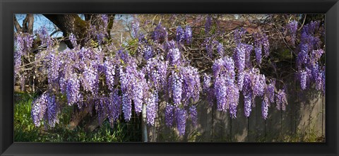 Framed Wisteria flowers in bloom, Sonoma, California, USA Print