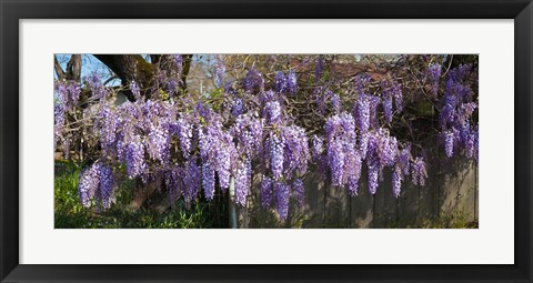 Framed Wisteria flowers in bloom, Sonoma, California, USA Print