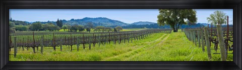 Framed Vineyard in Sonoma Valley, California, USA Print