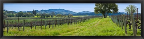 Framed Vineyard in Sonoma Valley, California, USA Print