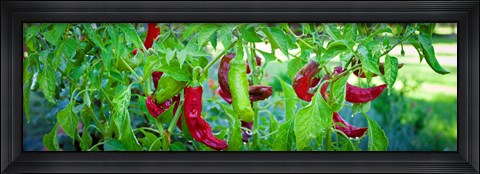 Framed Santa Fe Grande Hot Peppers on bush Print