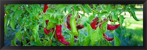 Framed Santa Fe Grande Hot Peppers on bush Print