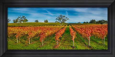 Framed Autumn vineyard at Napa Valley, California, USA Print
