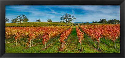 Framed Autumn vineyard at Napa Valley, California, USA Print
