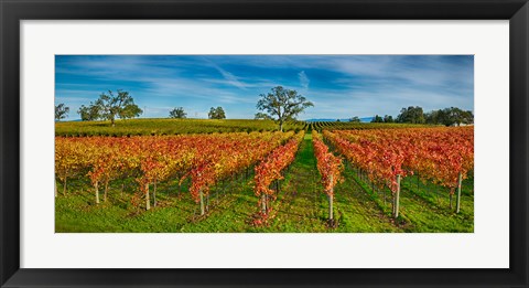 Framed Autumn vineyard at Napa Valley, California, USA Print