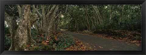 Framed Path passing through a forest, Maui, Hawaii, USA Print