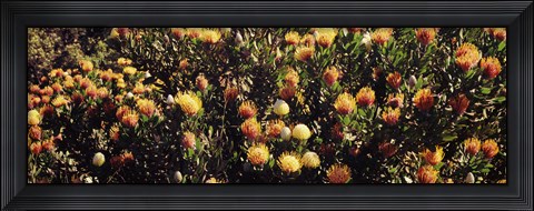 Framed Wildflowers in a field, Maui, Hawaii Print