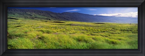 Framed Grassland, Kula, Maui, Hawaii, USA Print