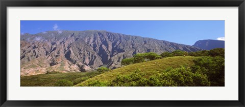 Framed Trees on a hill near Haleakala Crater, Maui, Hawaii, USA Print