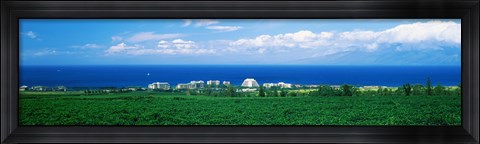 Framed Coffee Field at the oceanside, Maui, Hawaii, USA Print