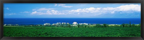 Framed Coffee Field at the oceanside, Maui, Hawaii, USA Print