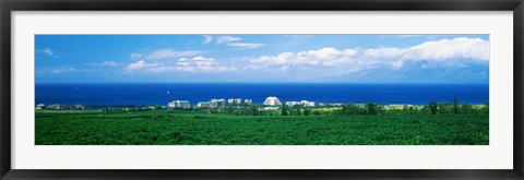 Framed Coffee Field at the oceanside, Maui, Hawaii, USA Print