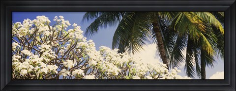 Framed Low angle view of trees, Hawaii, USA Print
