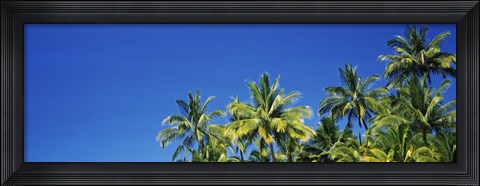 Framed Palm Trees, Maui, Hawaii (low angle view) Print