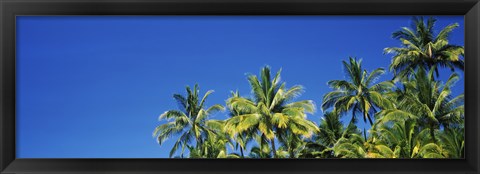 Framed Palm Trees, Maui, Hawaii (low angle view) Print