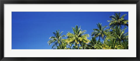 Framed Palm Trees, Maui, Hawaii (low angle view) Print