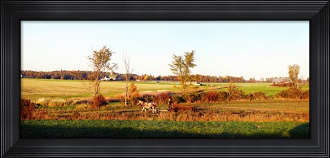 Framed Amish farmer plowing a field, USA Print
