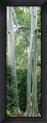 Framed Trees in a forest, Hawaii, USA Print