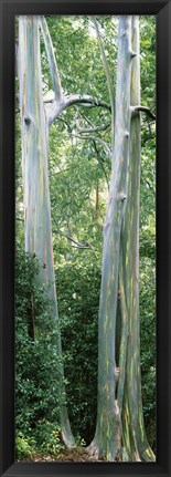 Framed Trees in a forest, Hawaii, USA Print