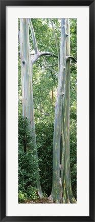 Framed Trees in a forest, Hawaii, USA Print