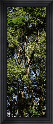 Framed Low angle view of a tree, Hawaii, USA Print