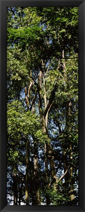 Framed Low angle view of a tree, Hawaii, USA Print