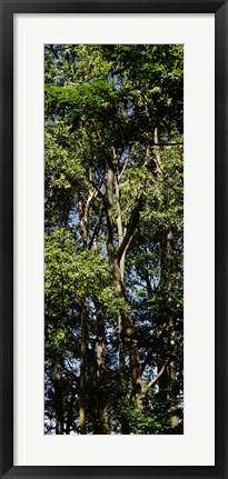 Framed Low angle view of a tree, Hawaii, USA Print