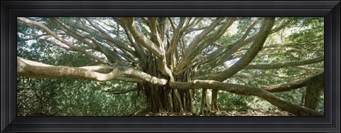 Framed Banyan Tree, Maui, Hawaii Print