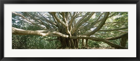 Framed Banyan Tree, Maui, Hawaii Print