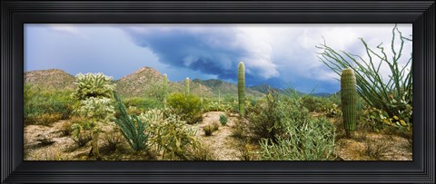 Framed Saguaro National Park, Tucson, Arizona Print