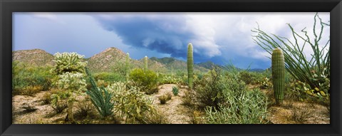 Framed Saguaro National Park, Tucson, Arizona Print