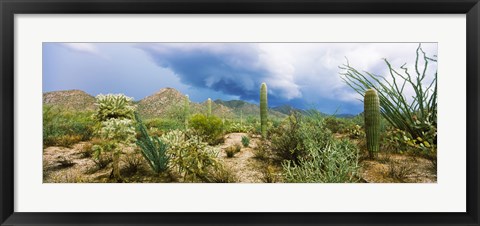 Framed Saguaro National Park, Tucson, Arizona Print