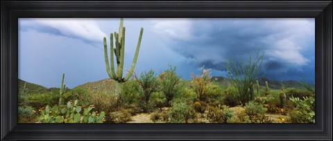 Framed Cacti growing at Saguaro National Park, Tucson, Arizona Print