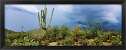 Framed Cacti growing at Saguaro National Park, Tucson, Arizona Print